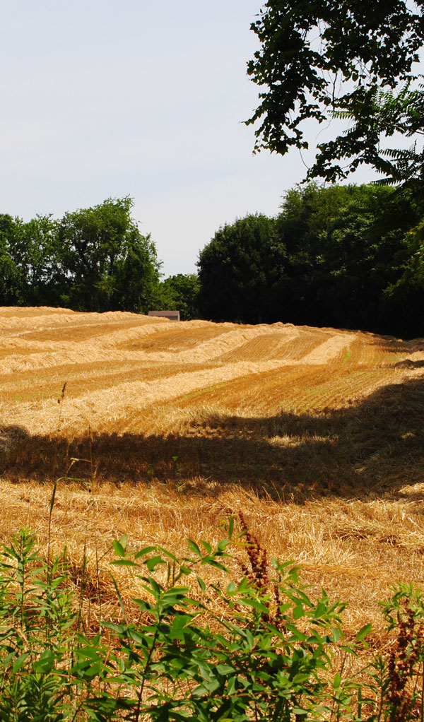 harvested-wheat-field-lancaster-pennsyvania