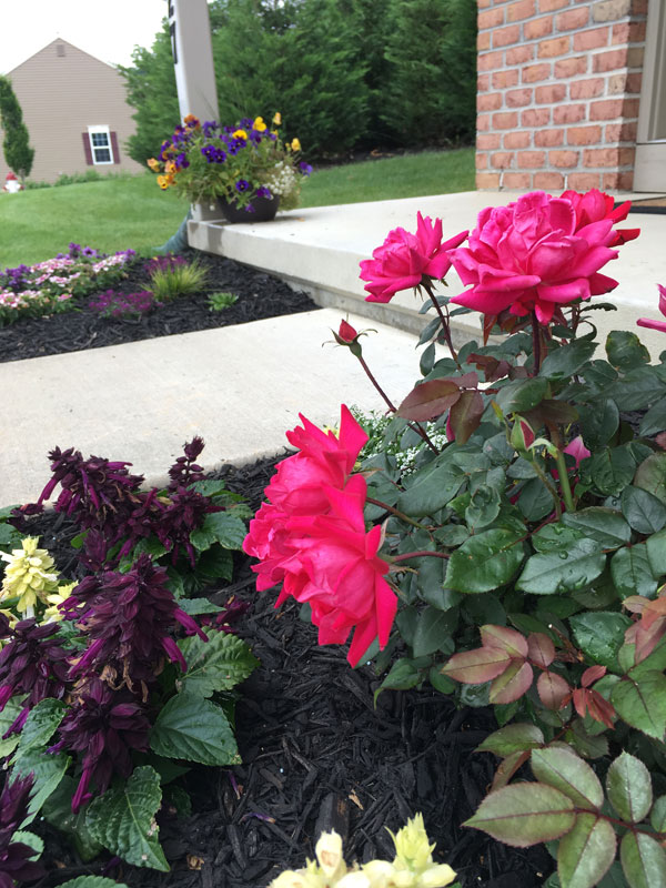 roses and bedding plants for small garden