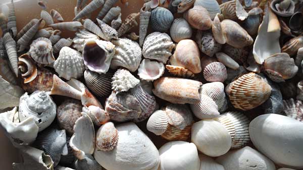 collected sea shells